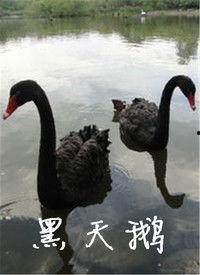 黑天鹅最新爆料视频,揭秘惊天秘密,颠覆传统认知 第3张 黑天鹅最新爆料视频,揭秘惊天秘密,颠覆传统认知 第3张